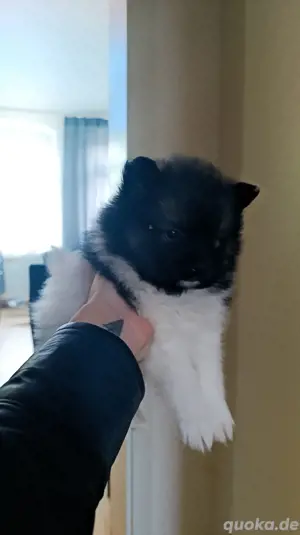 Pomerania welpen Bild 2
