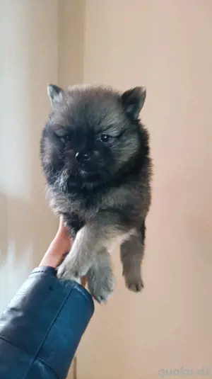 Pomerania welpen