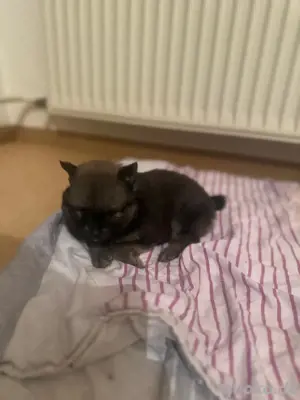 Pomerania welpen Bild 4