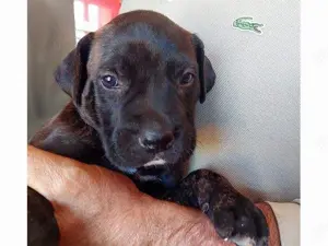 Tiberio sucht sein Zuhause (noch auf Sardinien)