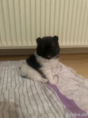 Pomerania welpen Bild 5