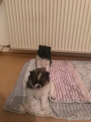 Pomerania welpen Bild 6