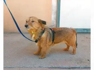 Maya sucht ihr Zuhause (noch auf Sardinien)