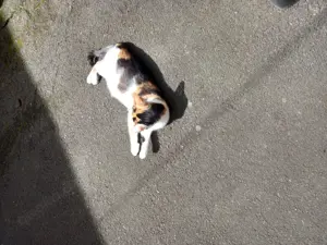 Katze zu verschenken 