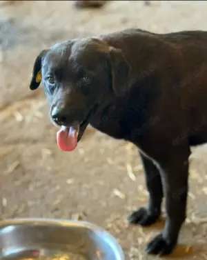 Suerte, 2 Jahre, freundlich, lebhaft, mag Menschen Bild 4