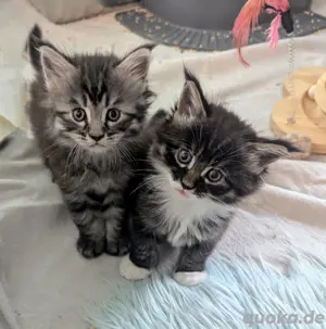Maine coon Kitten reinrassig , gengetestete Eltern
