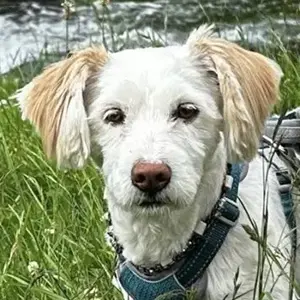 Tican, geb. ca. 09 2022, lebt auf einer Pflegestelle in 79588 Efringen-Kirchen