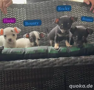 Chihuahua welpen 