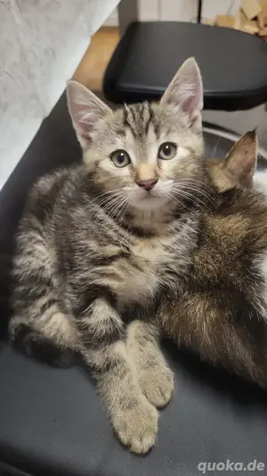 Kitten Weibchen 9 Woche alt zum verkaufen 