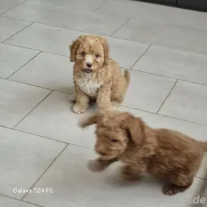 Maltipoo Welpen