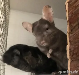 Chinchilla Böckchen 