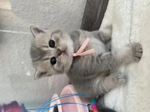 Britisch Kurzhaar Kitten mit exzellentem Stammbaum 