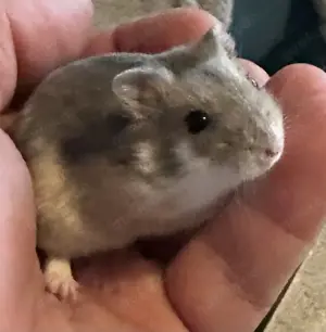 Dsungare saphir gescheckt, Dsungarischer Zwerghamster, Hamster 