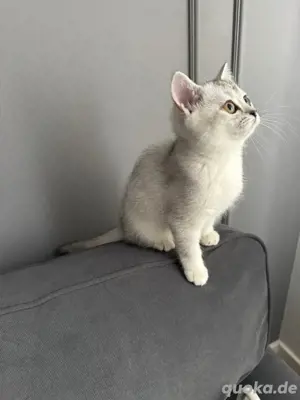 bkh kitten 