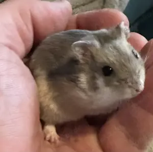 Dsungare saphir gescheckt, Dsungarischer Zwerghamster, Hamster  Bild 2