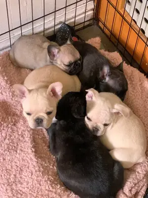 süßen Französische Bulldoggen