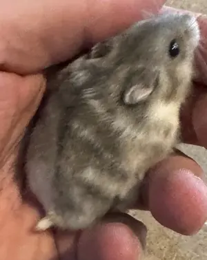 Dsungare in saphir gescheckt, Dsungarischer Zwerghamster, Hamster Bild 2