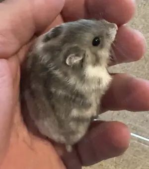 Dsungare in saphir gescheckt, Dsungarischer Zwerghamster, Hamster Bild 3