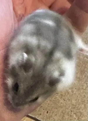 Dsungare in saphir gescheckt, Dsungarischer Zwerghamster, Hamster Bild 4
