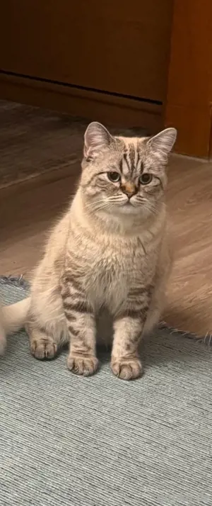 PLH Katze 1 Jahre