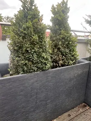 Balkon-Terrassen-Pflanzen mit eleganten Töpfen 