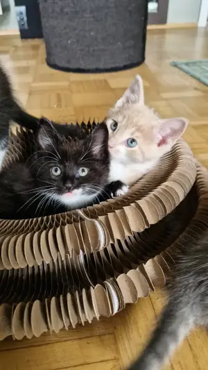 Maine Coon Mix Kitten auszugsbereit ab Juni 