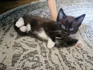 Maine Coon Mix Kitten auszugsbereit ab Juni  Bild 5