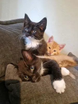 Maine Coon Mix Kitten auszugsbereit ab Juni  Bild 4