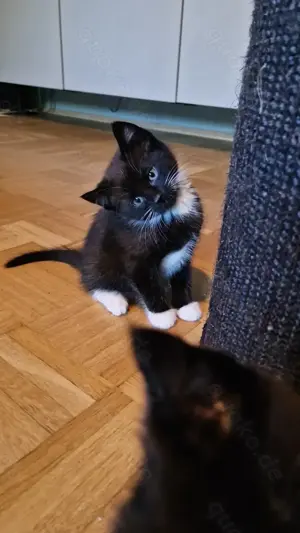 Maine Coon Mix Kitten auszugsbereit ab Juni  Bild 2