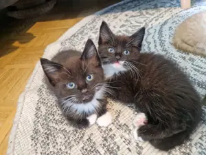 Maine Coon Mix Kitten auszugsbereit ab Juni  Bild 3