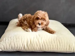 Maltipoo Welpen
