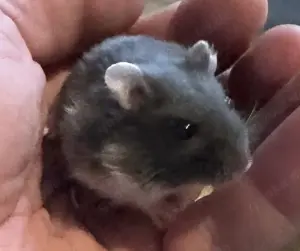 Dsungare in Russian blue   kobaltblau mit weiß , Dsungarischer Zwerghamster, Hamster