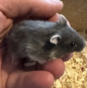Dsungare in Russian blue   kobaltblau mit weiß , Dsungarischer Zwerghamster, Hamster Bild 2