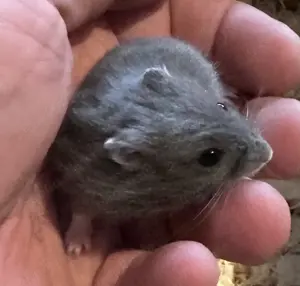 Dsungare in Russian blue   kobaltbau , Dsungarischer Zwerghamster, Hamster