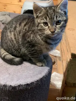 süßer kater 