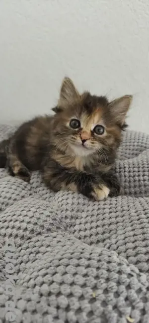 Kitten Katze Katzenbaby Kurilian Bobtail 