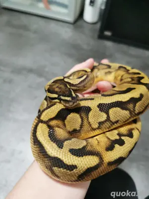 Piebald Python 0.1