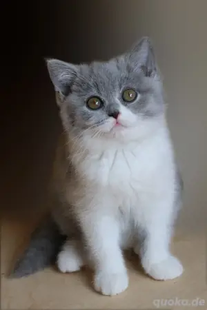 Britisch Kurzhaar Kitten blue-white Kitten