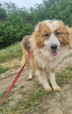 Wunderschöner  Hope  Collie Mix ca. 6 Jahre auf der Suche nach dem Glück Bild 2
