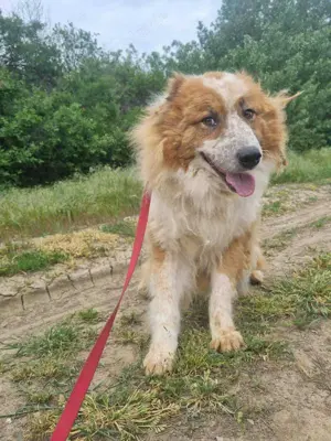 Wunderschöner  Hope  Collie Mix ca. 6 Jahre auf der Suche nach dem Glück
