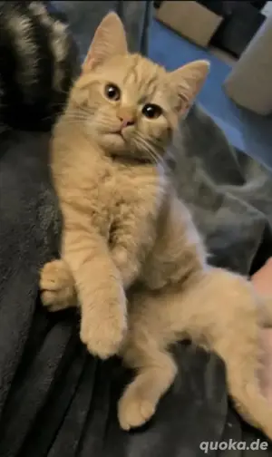 Zwei junge Katzen - Eddy & Ellie suchen gemeinsam ein neues Zuhause 