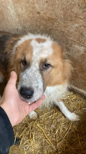 Wunderschöner  Hope  Collie Mix ca. 6 Jahre auf der Suche nach dem Glück Bild 3