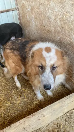 Wunderschöner  Hope  Collie Mix ca. 6 Jahre auf der Suche nach dem Glück Bild 4