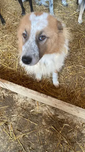 Wunderschöner  Hope  Collie Mix ca. 6 Jahre auf der Suche nach dem Glück Bild 7