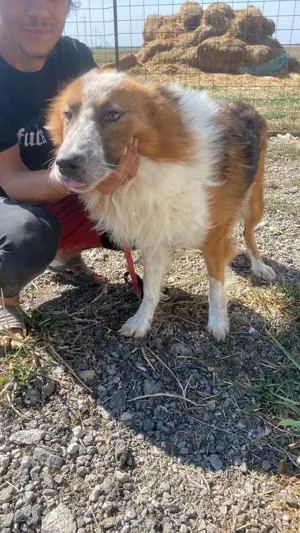 Wunderschöner  Hope  Collie Mix ca. 6 Jahre auf der Suche nach dem Glück Bild 8