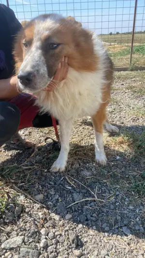 Wunderschöner  Hope  Collie Mix ca. 6 Jahre auf der Suche nach dem Glück Bild 5