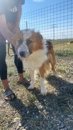 Wunderschöner  Hope  Collie Mix ca. 6 Jahre auf der Suche nach dem Glück Bild 6