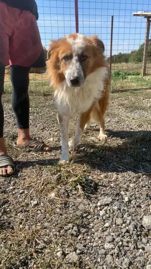 Wunderschöner  Hope  Collie Mix ca. 6 Jahre auf der Suche nach dem Glück Bild 9
