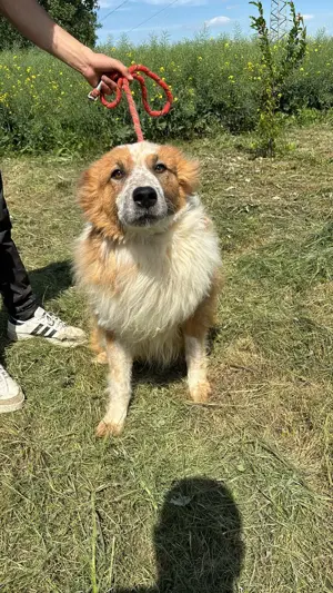 Wunderschöner  Hope  Collie Mix ca. 6 Jahre auf der Suche nach dem Glück Bild 10