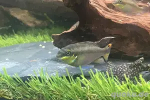 Pelvicachromis pulcher (Kribensis)